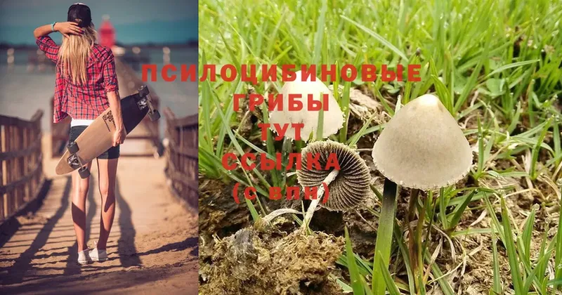 Галлюциногенные грибы Psilocybine cubensis  Бабушкин 